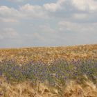 Kornblumen soweit das Auge reicht