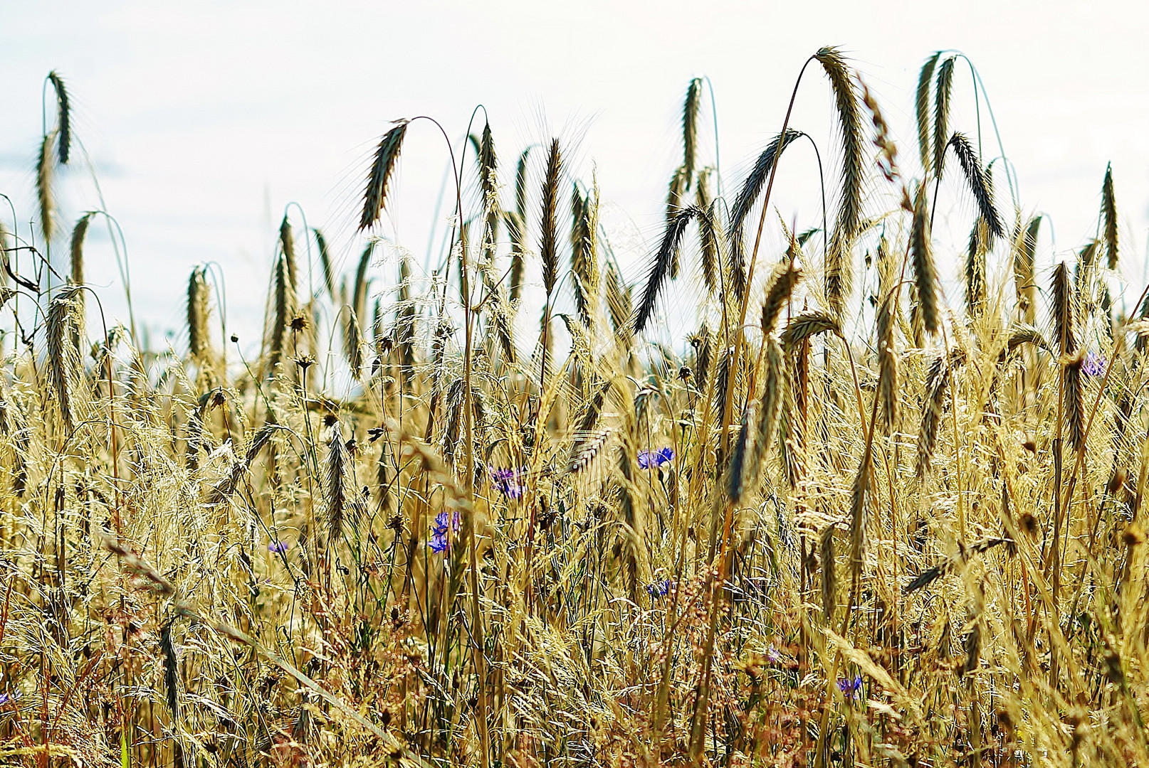 Kornblumen und Ähren