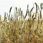 Kornblumen und Ähren