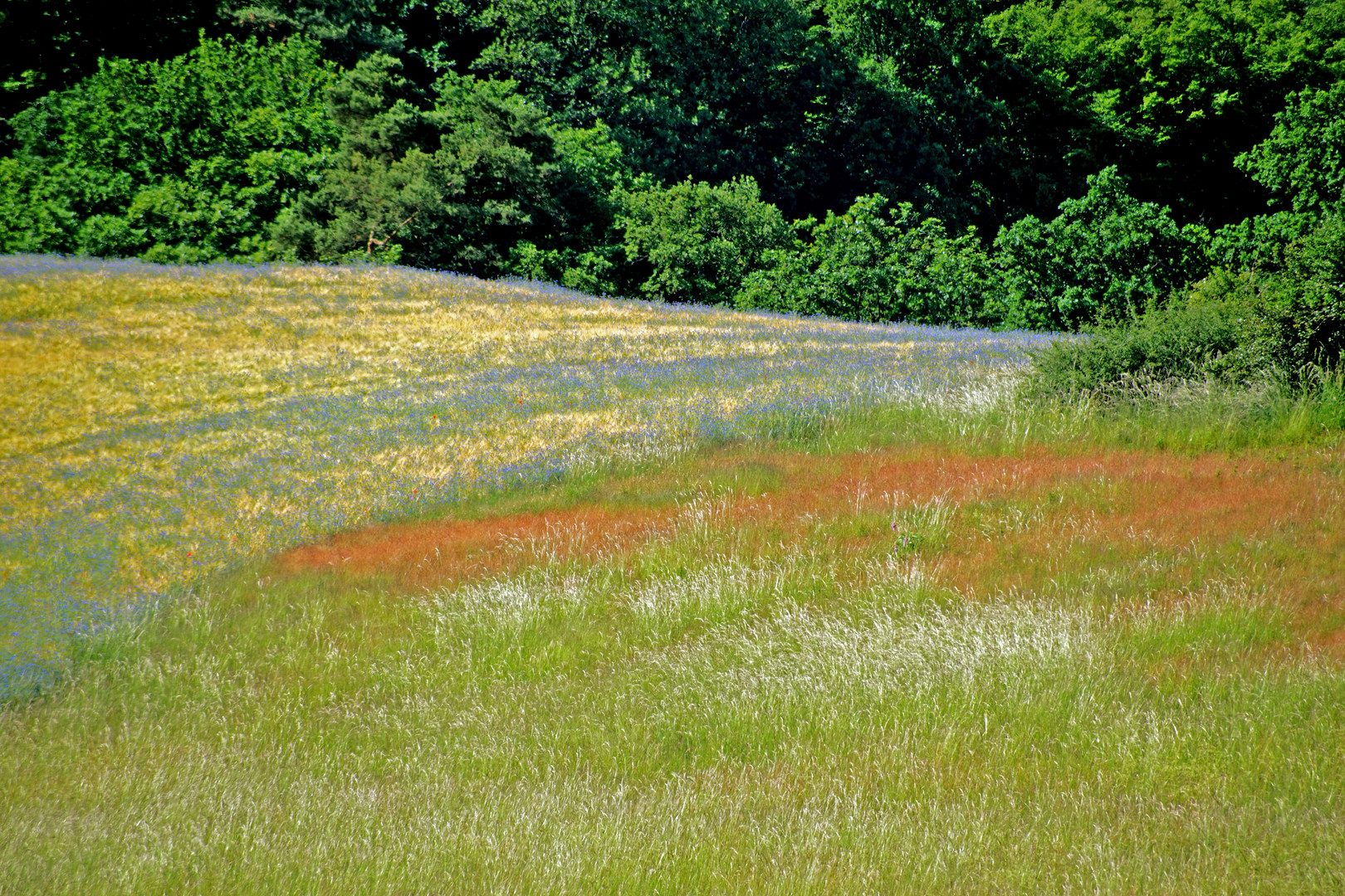 Kornblumen und blühendes Gras