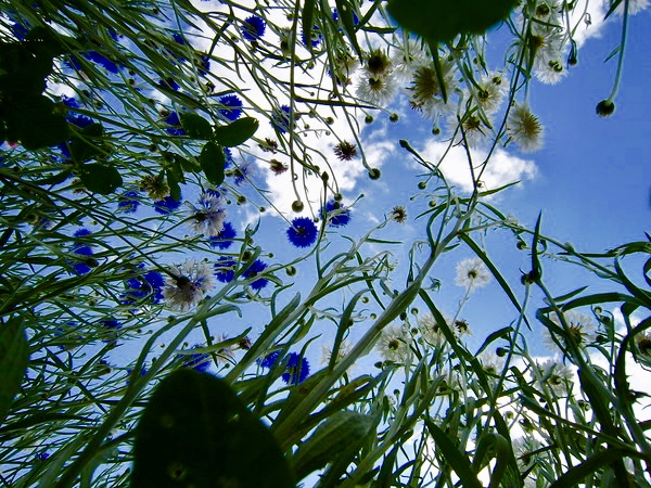 Kornblumen und der Himmel ... .