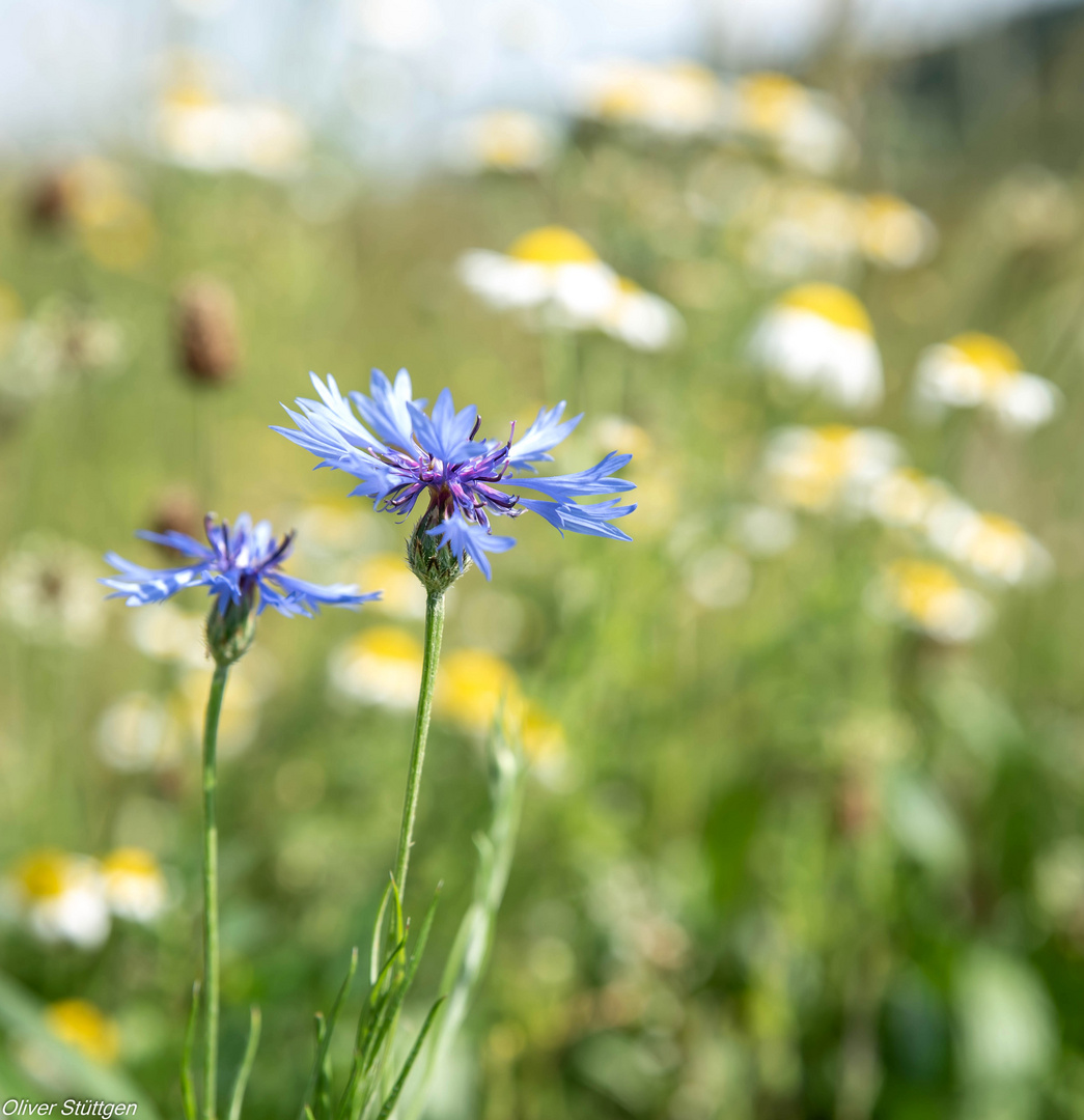 Kornblumen und Hundskamille