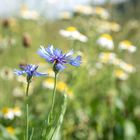 Kornblumen und Hundskamille