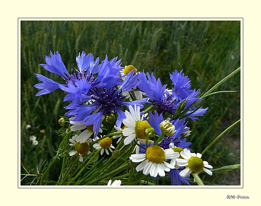 Kornblumen und Kamille