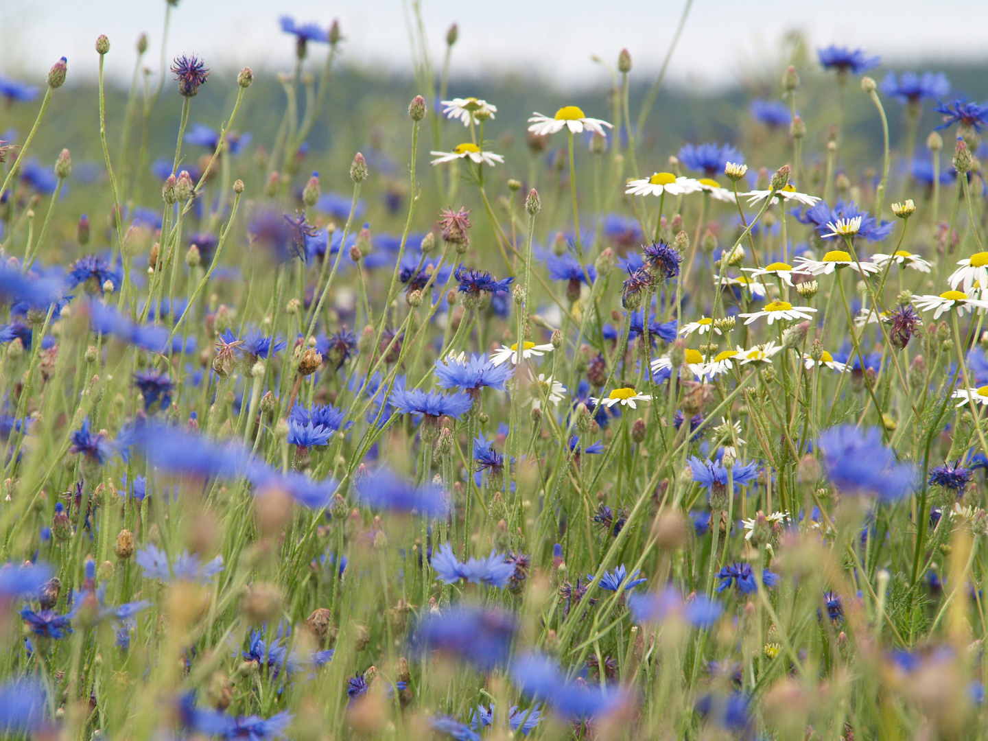 Kornblumen und Kamille