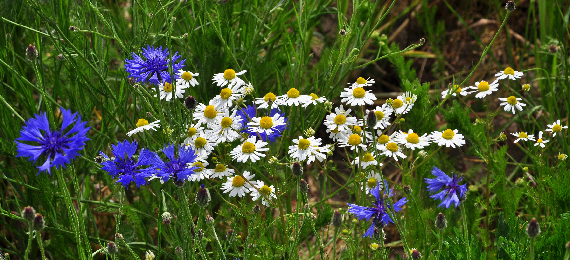 Kornblumen und Kamillenblüten im Mai......