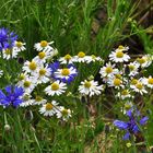 Kornblumen und Kamillenblüten im Mai......