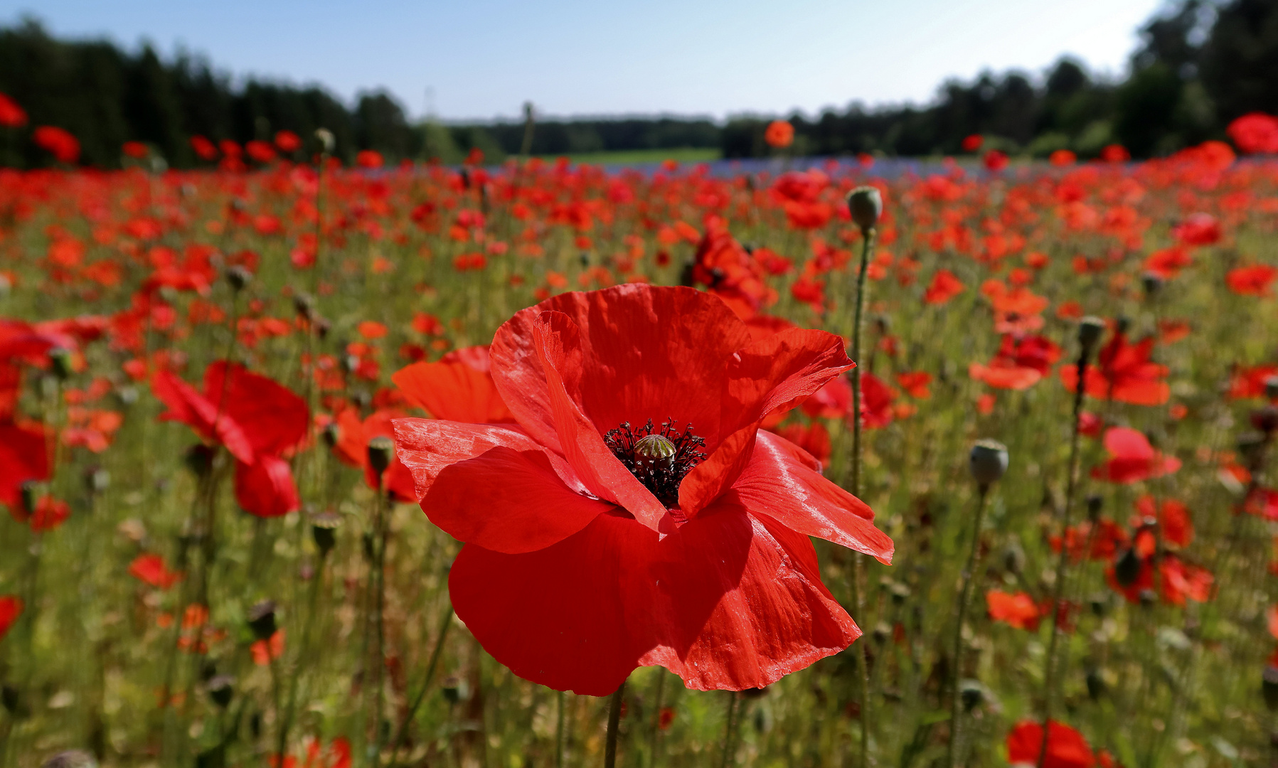 Kornblumen und Klatschmohn