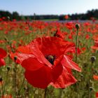 Kornblumen und Klatschmohn