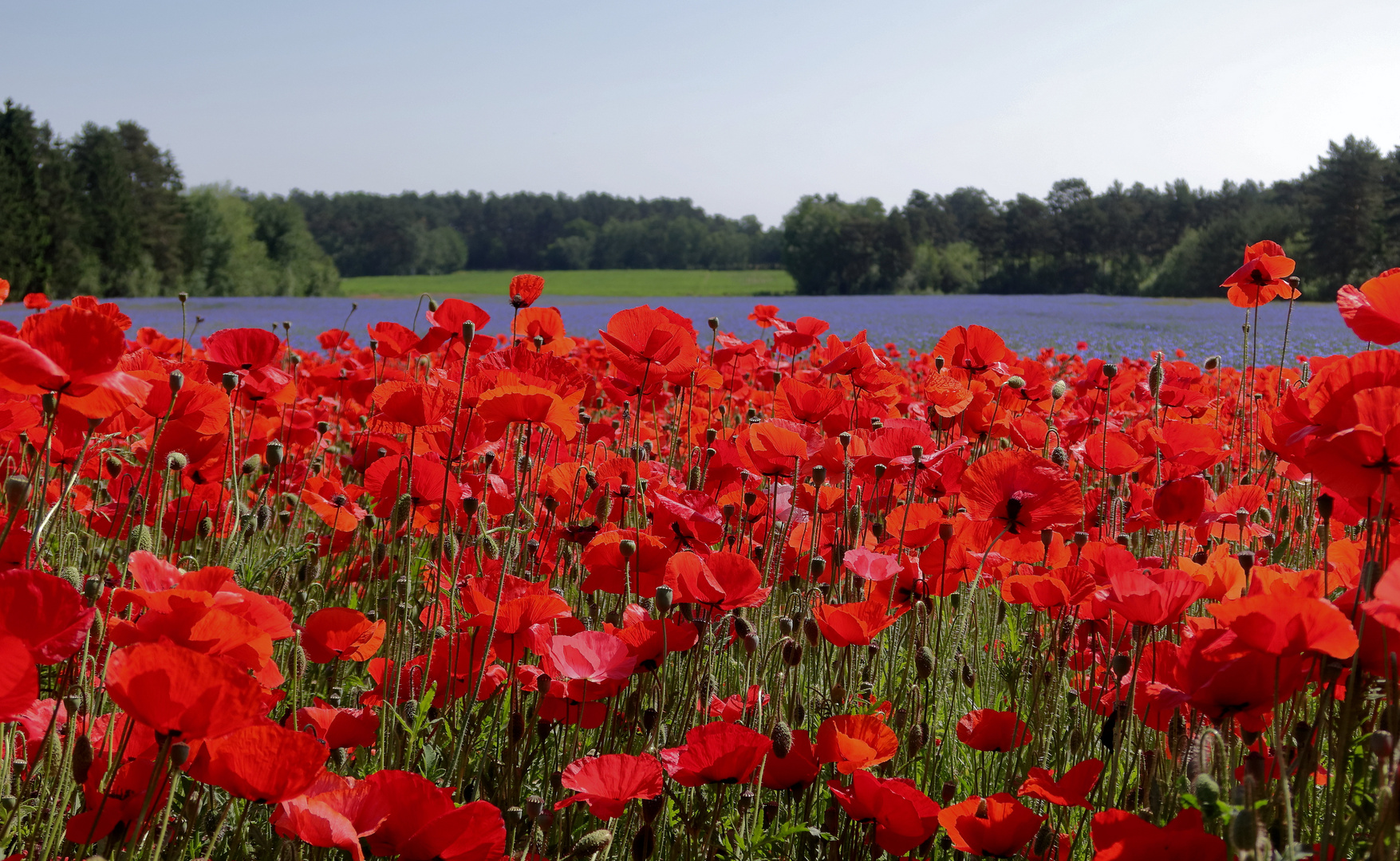 Kornblumen und Klatschmohn