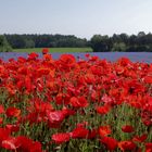 Kornblumen und Klatschmohn