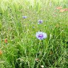 kornblumen und klatschmohn