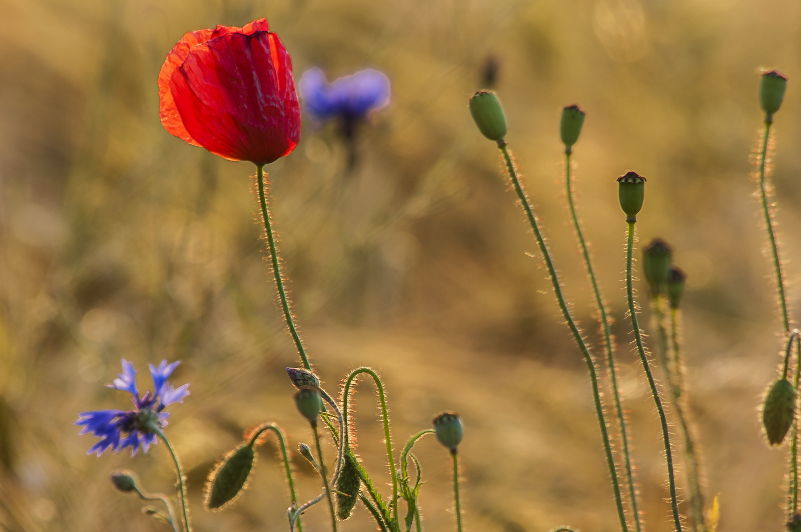 Kornblumen und Mohn 01