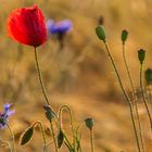 Kornblumen und Mohn 01