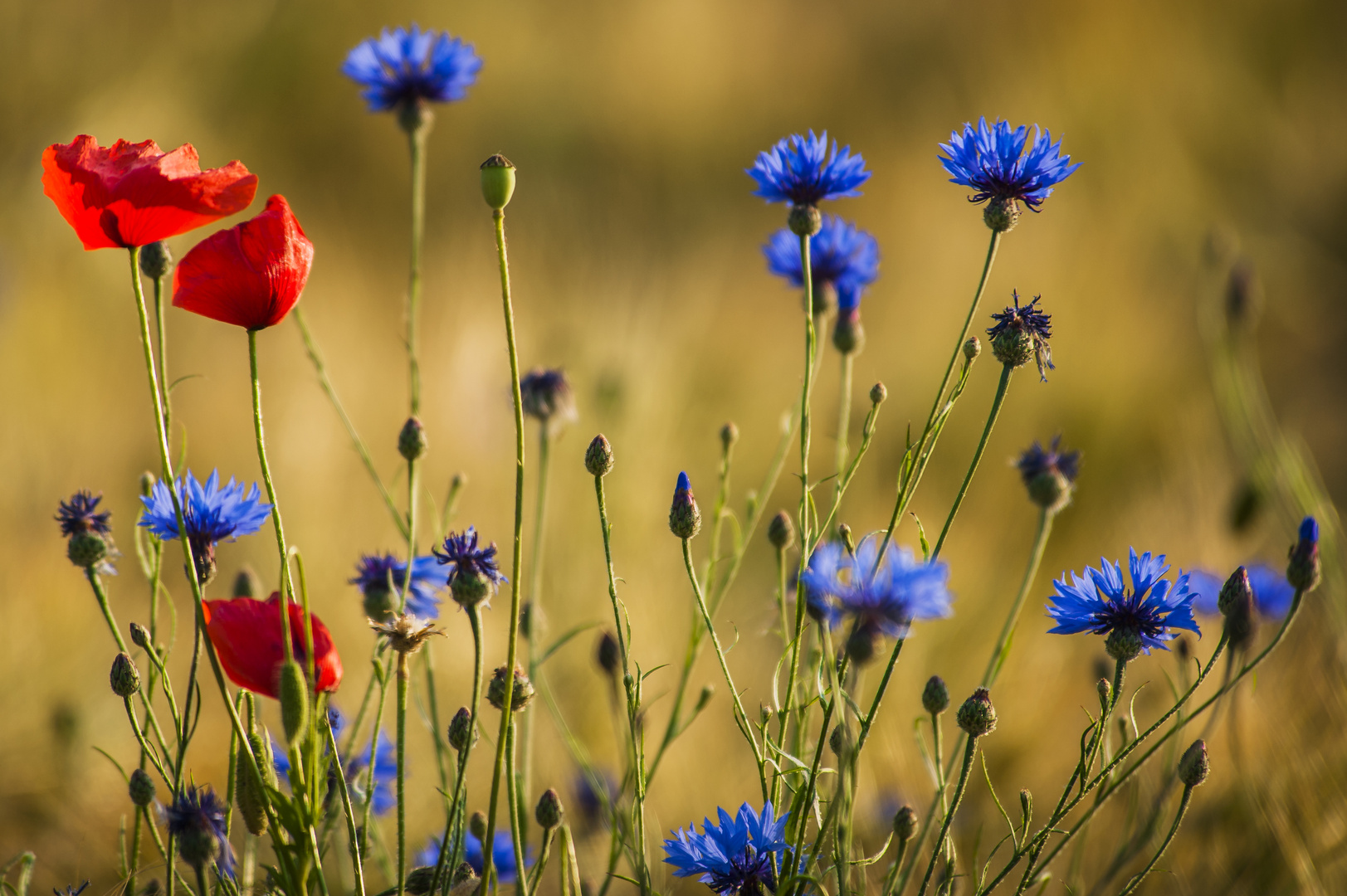 Kornblumen und Mohn 02