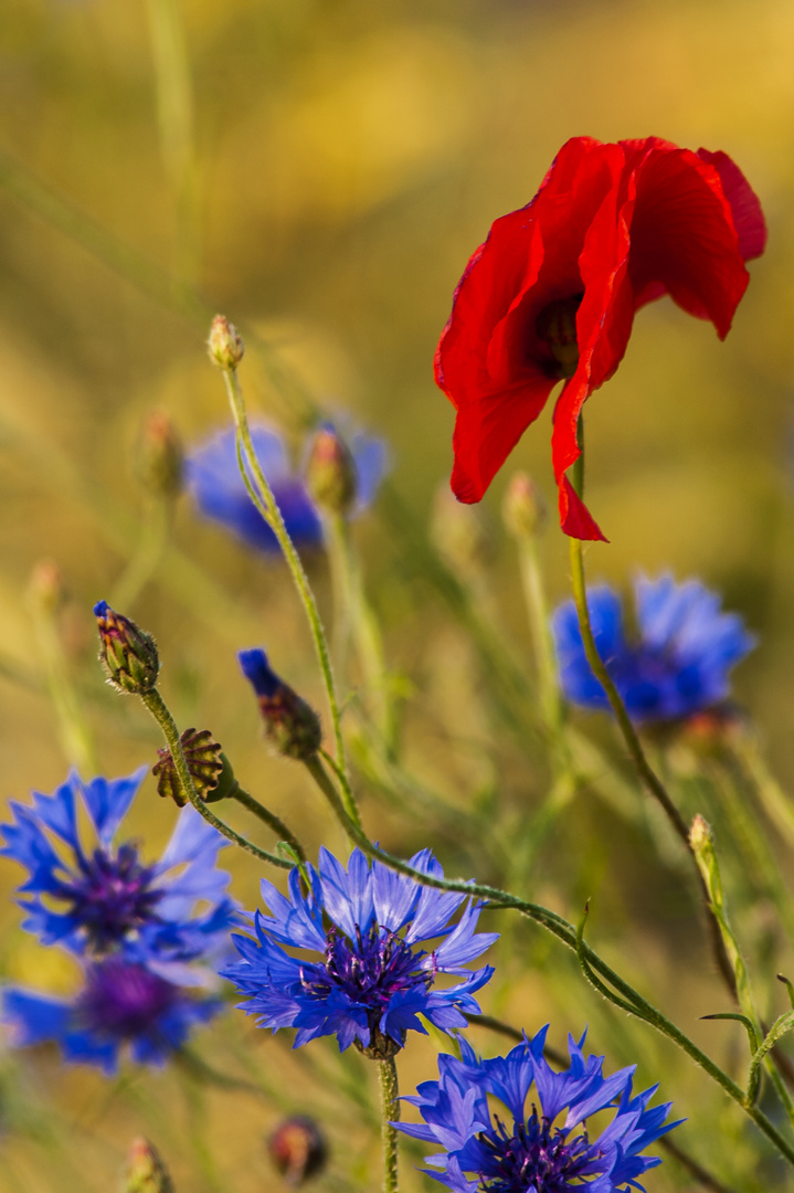 Kornblumen und Mohn 03