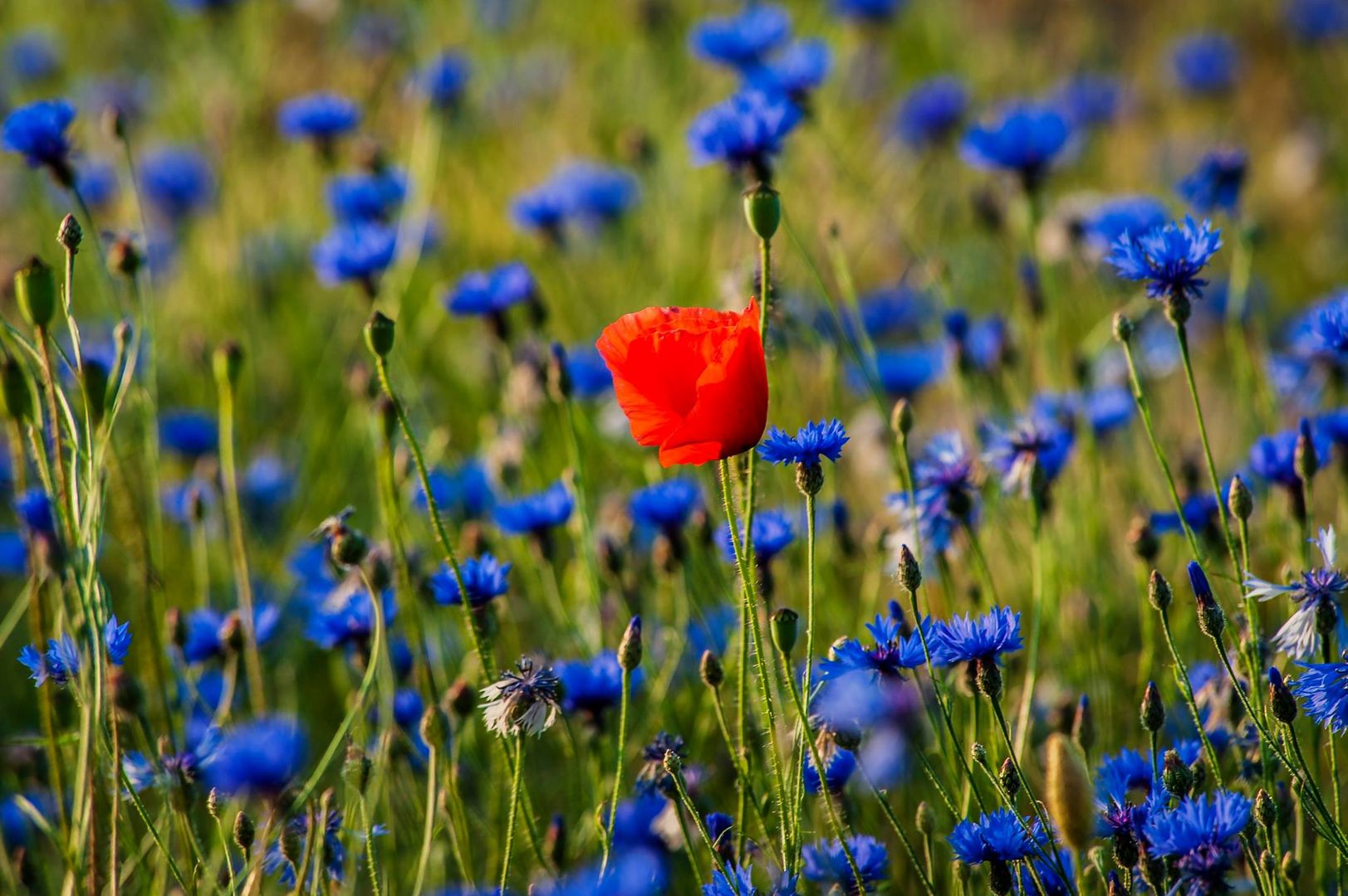 Kornblumen und Mohn 04