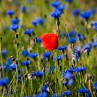 Kornblumen und Mohn 04