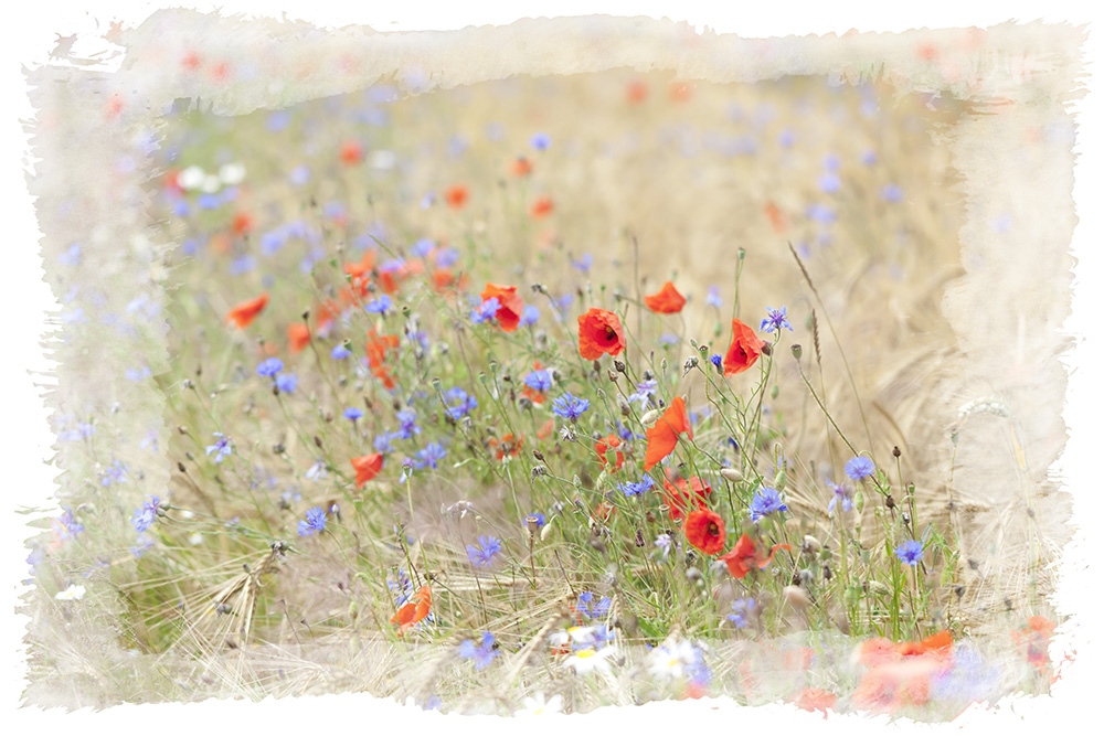 Kornblumen und Mohn 1