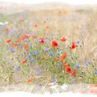 Kornblumen und Mohn 1