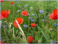 Kornblumen und Mohn