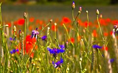 Kornblumen und Mohn