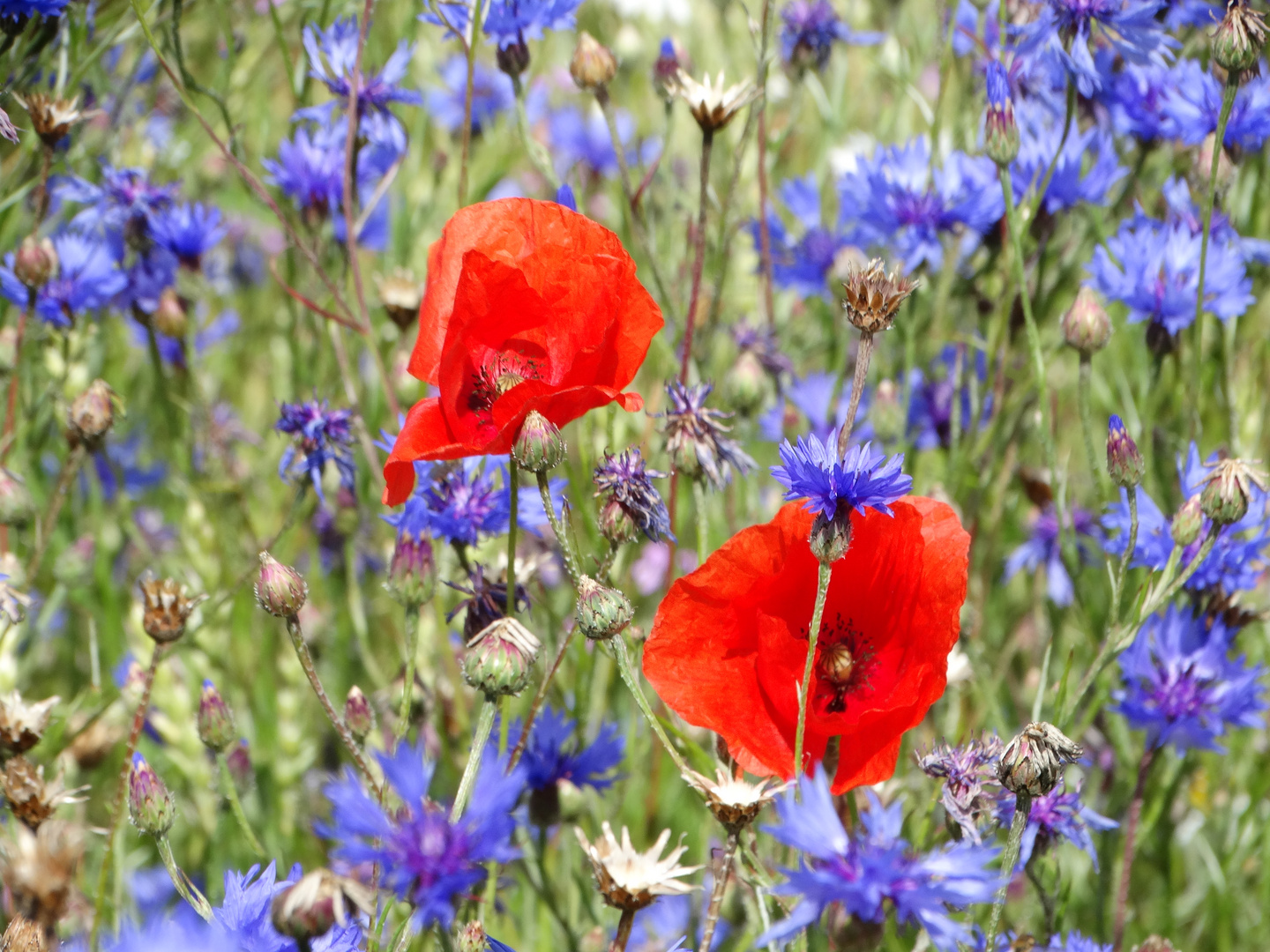 Kornblumen und Mohn