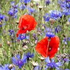 Kornblumen und Mohn