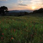 Kornblumen und Mohn