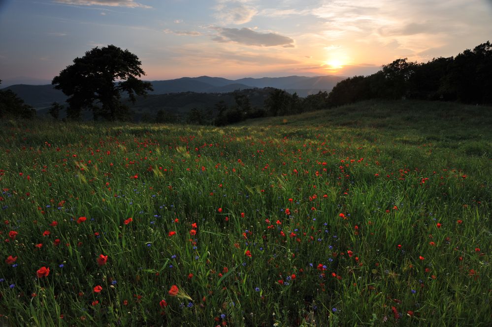 Kornblumen und Mohn