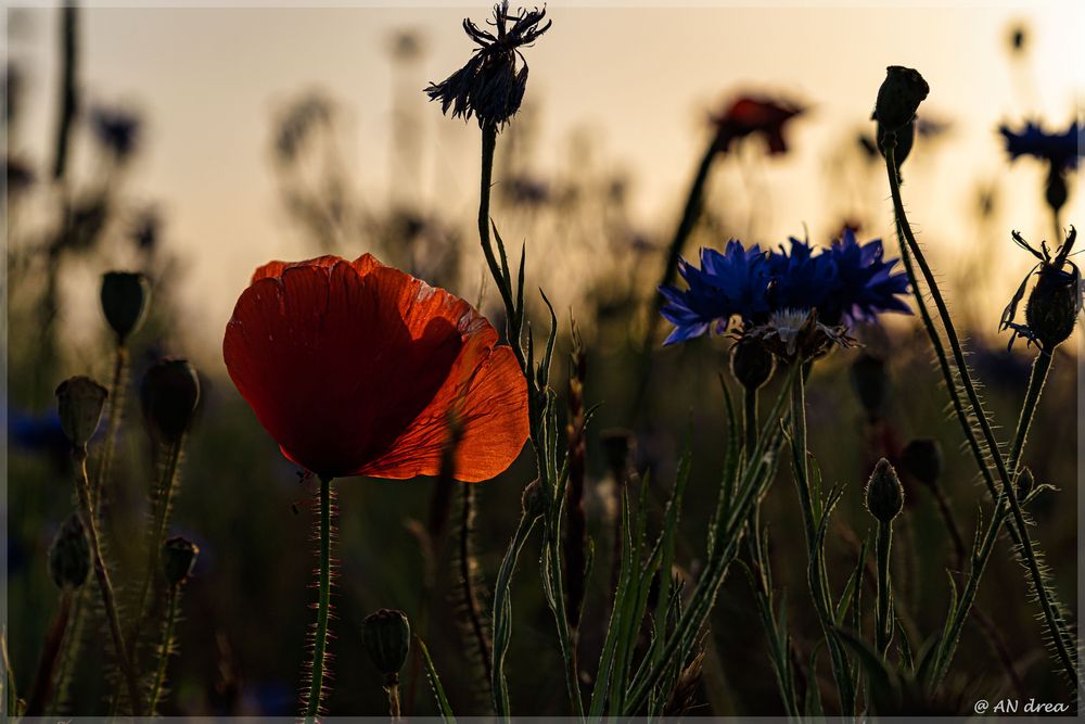 Kornblumen und Mohn in Abendstimmung Foto & Bild | pflanzen, pilze