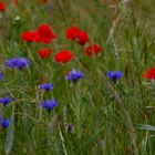 Kornblumen und Mohnblüten