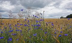 Kornblumen vor Unwetterfront