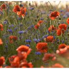 Kornblumen vs. Mohn