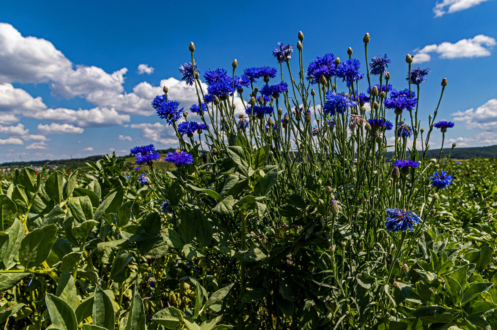 Kornblumen wachsen