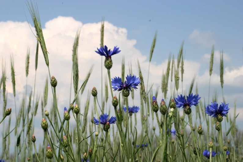 Kornblumen warten auf Gewitter