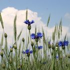 Kornblumen warten auf Gewitter