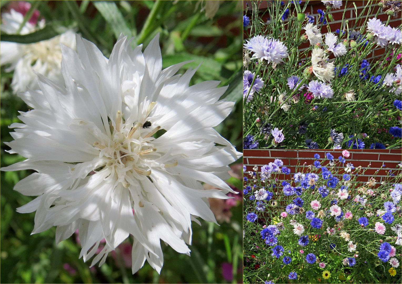 Kornblumen weiss und mehr