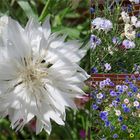 Kornblumen weiss und mehr