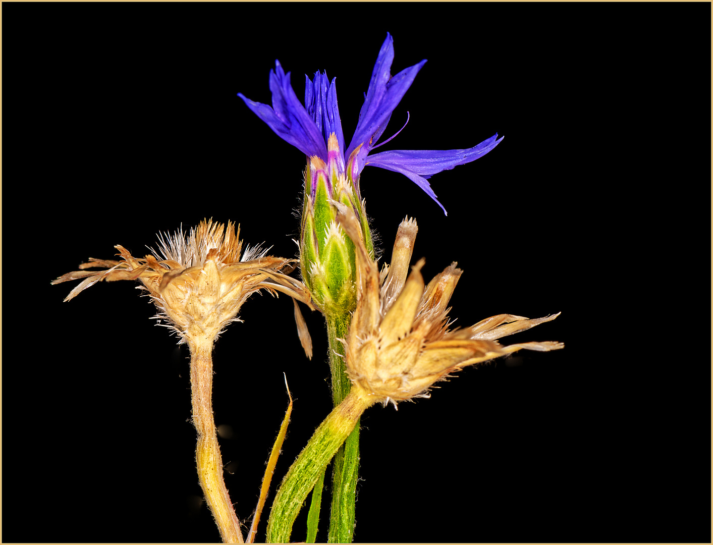 Kornblumen, wie die Alten sungen, so zwitschern auch die Jungen