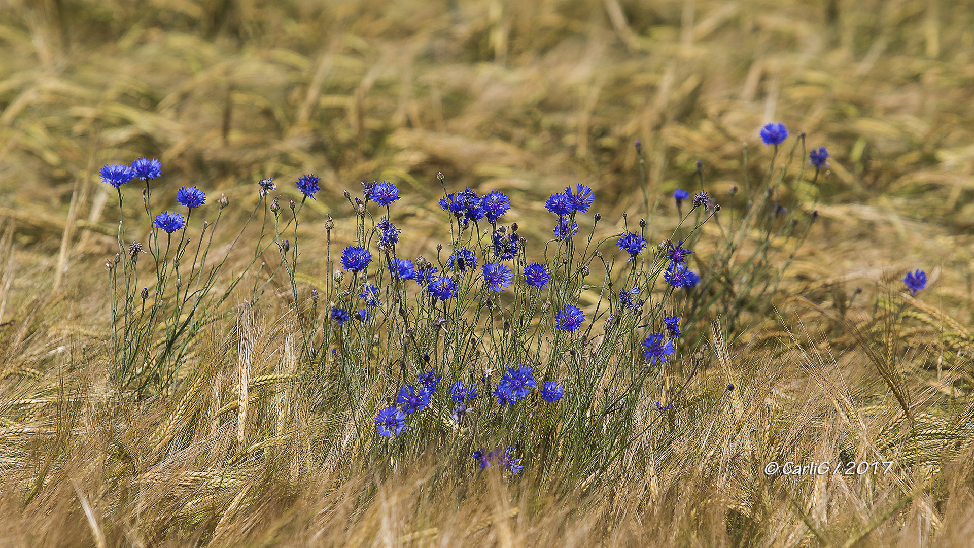 Kornblumen Zeit..