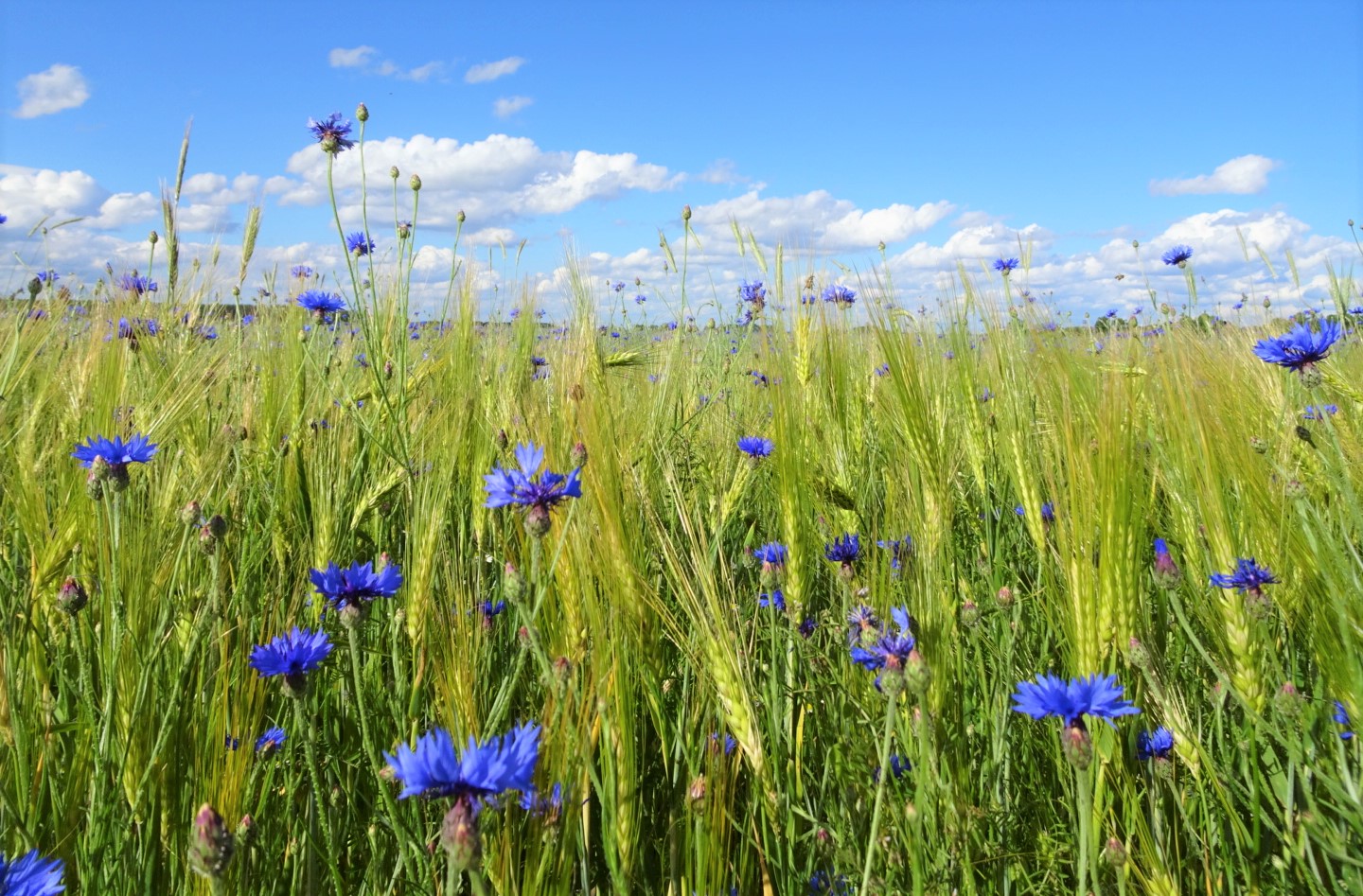 Kornblumen zum Blue Monday