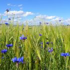 Kornblumen zum Blue Monday