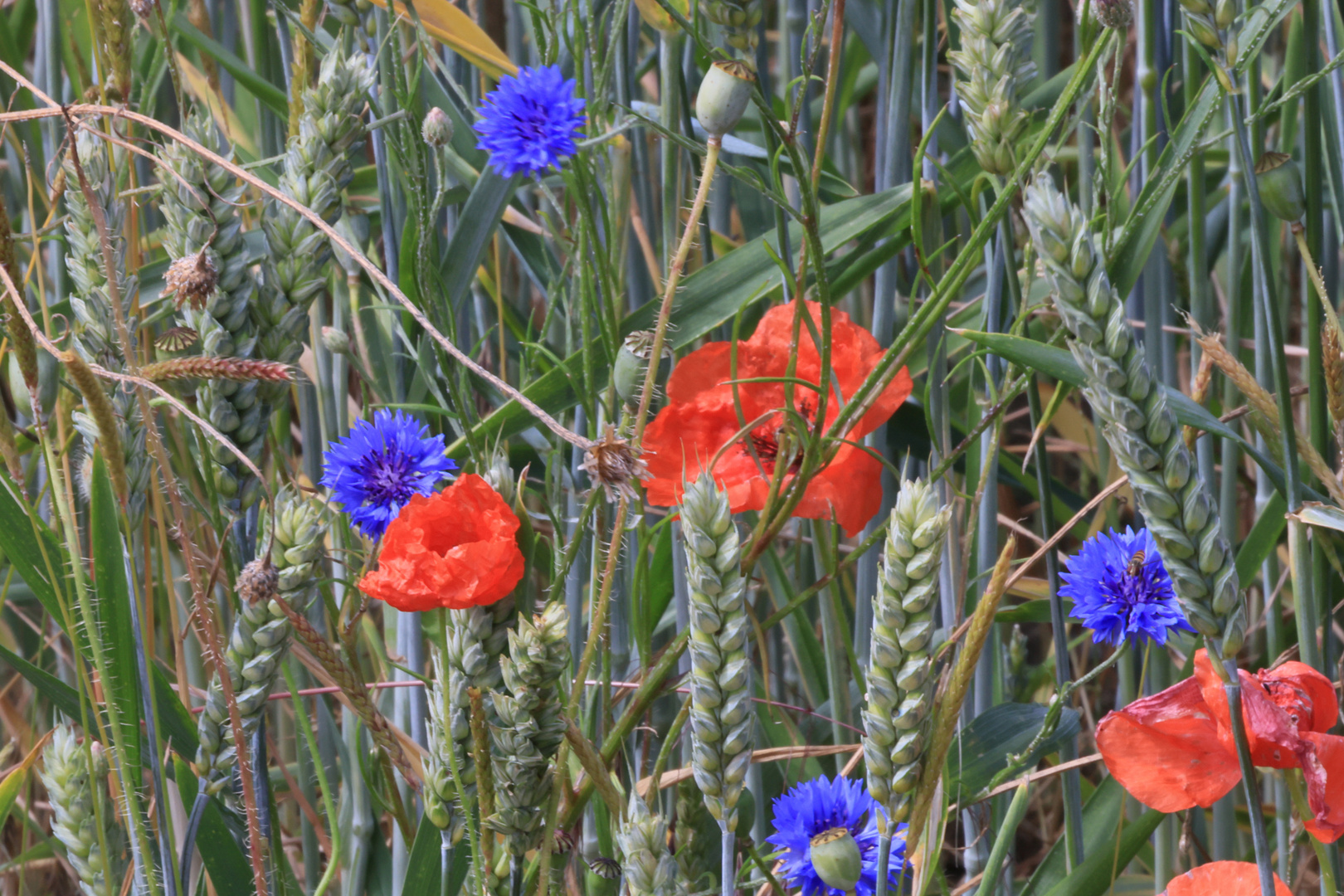 Kornblumen zum blue monday