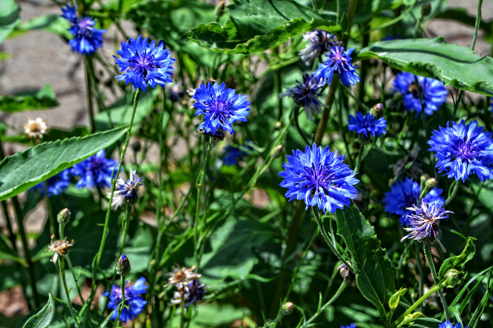 Kornblumen zum Mittwoch