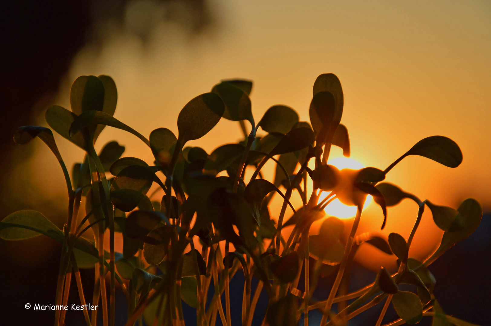 Kornblumenbabies im Abendlicht