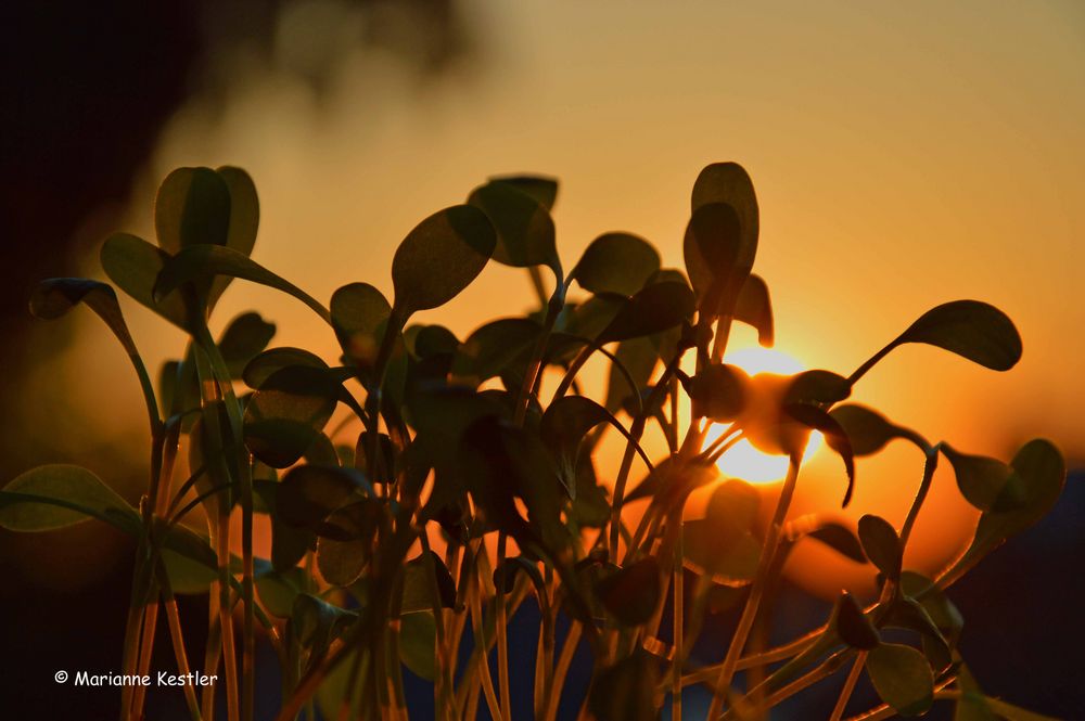 Kornblumenbabies im Abendlicht