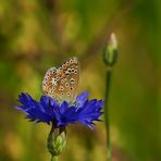 Kornblumenbesuch