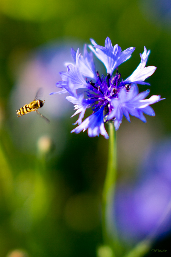 Kornblumenbesuch