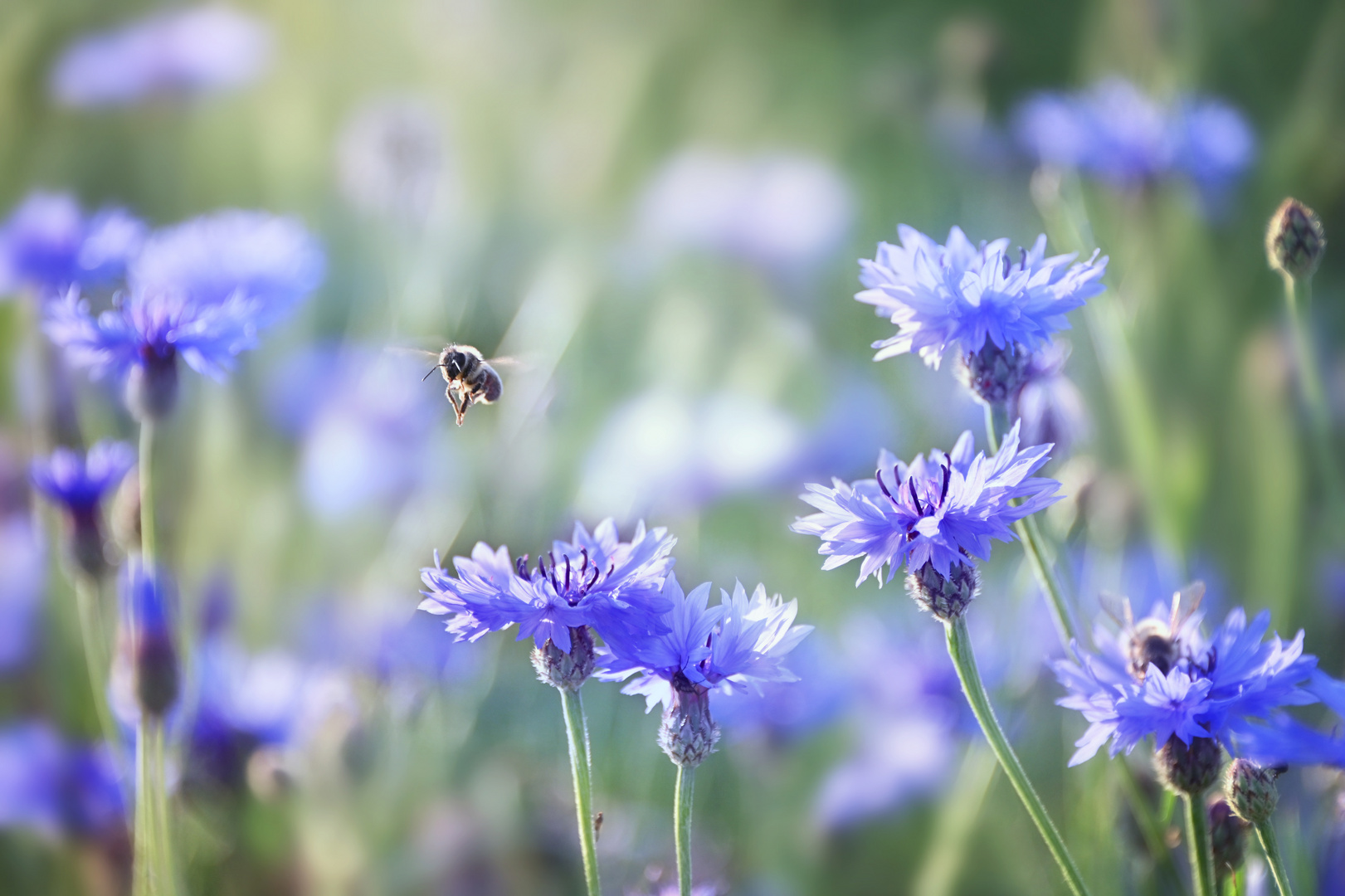 Kornblumenbesucher